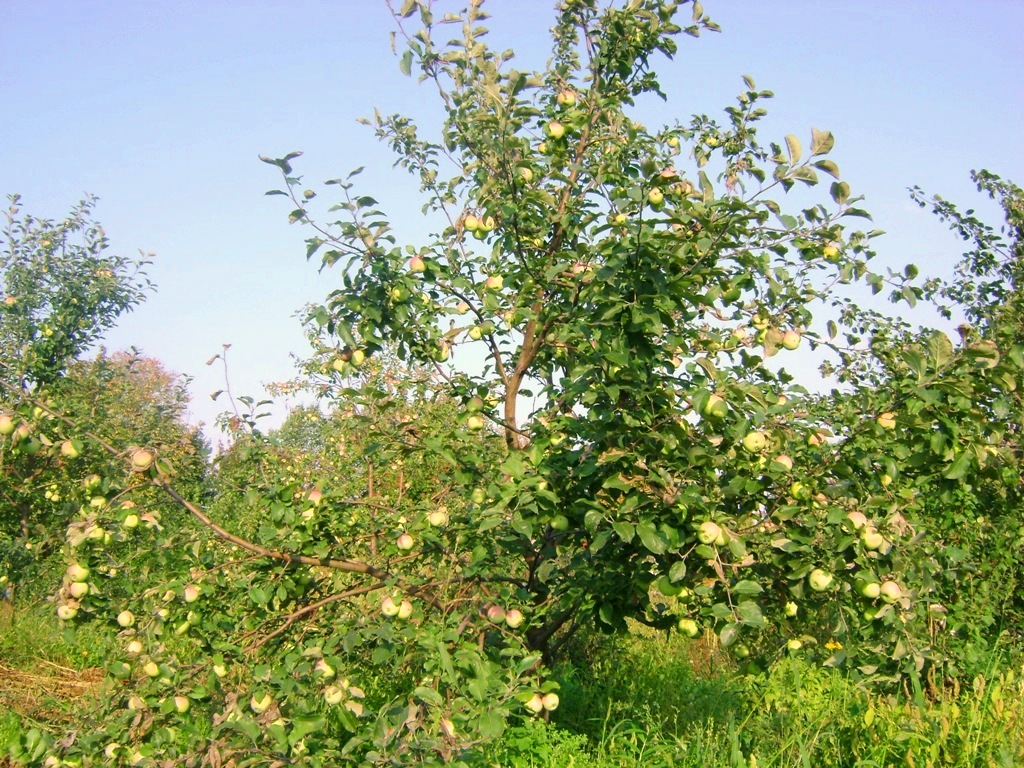 Результаты испытания сортов яблони в Сибири (Красноярский край).