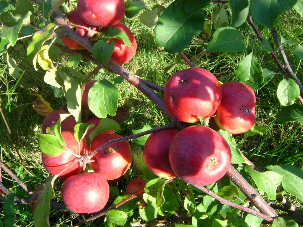 Яблоня крупноплодная