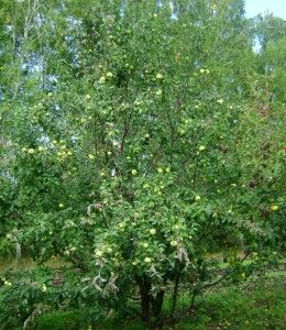 Дерево Антоновки в возрасте 15 лет