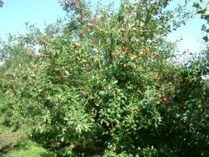 лучшие сорта яблони для Сибири - Пепин шафранный
