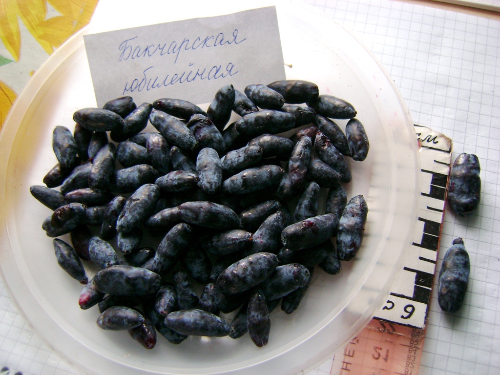 Сладка ягода»: выбираем лучшие сорта жимолости для Красноярского края.